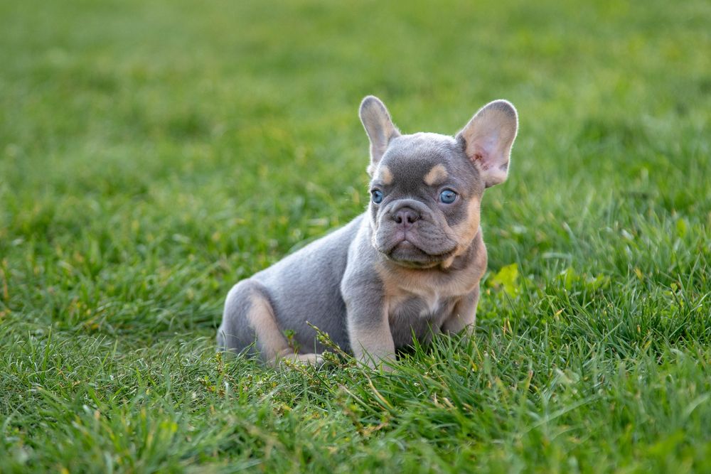 bulldog francez lilac tan