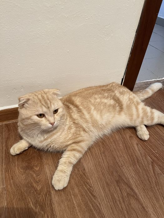 Шотландкий вислоухий кот