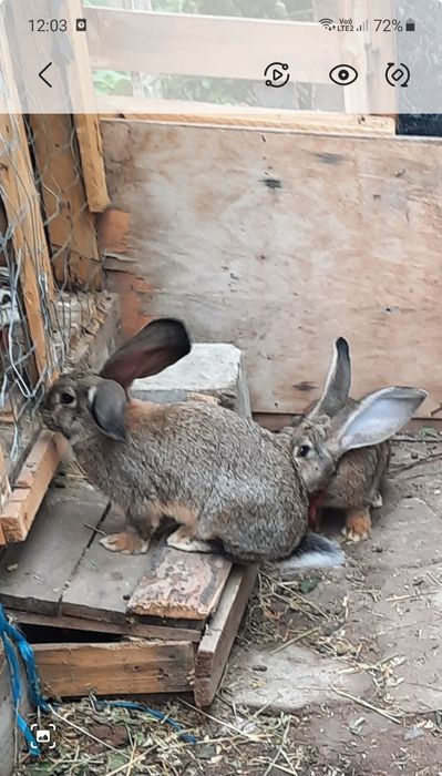 Vând iepuri uriaș german