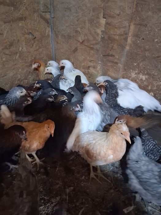 Puicuțe ouătoare de vânzare