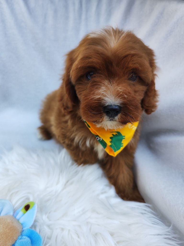 Той Кавапу- Cavapoo/ Той пудел и Кавалер Кинг Чарлз шпаньол