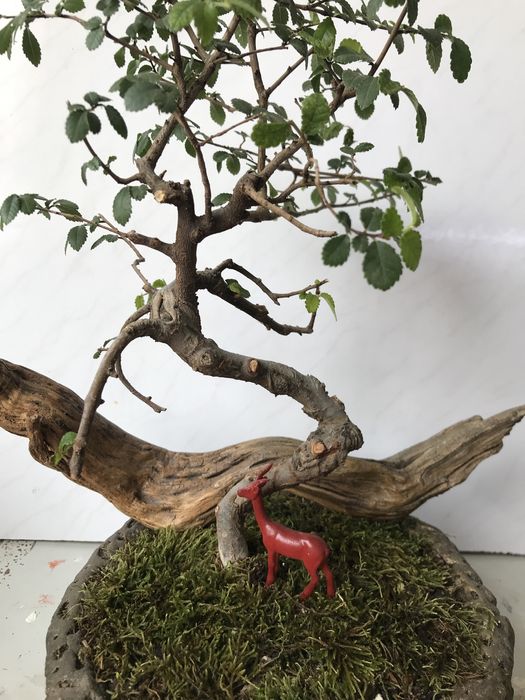 Продам бонсай! Китайский вяз