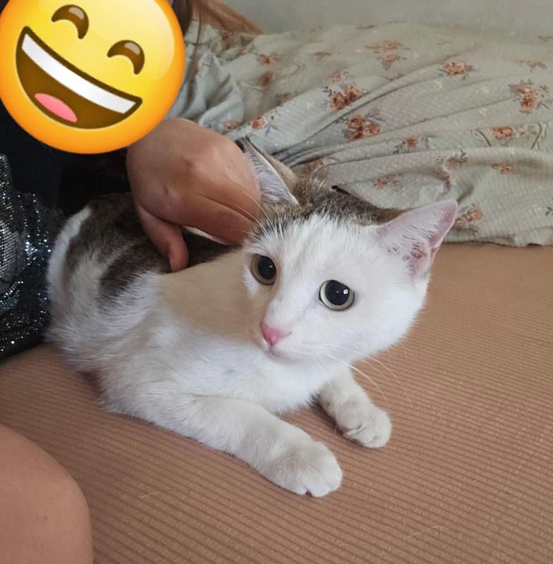 Пропала кошка, нашедшему вознаграждение