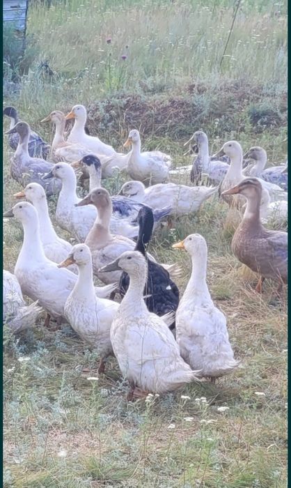 Продам уток за 3500