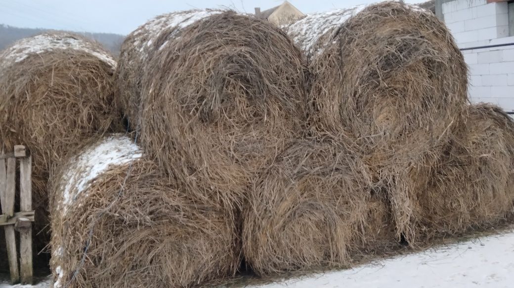 Baloți de lucernă de vînzare