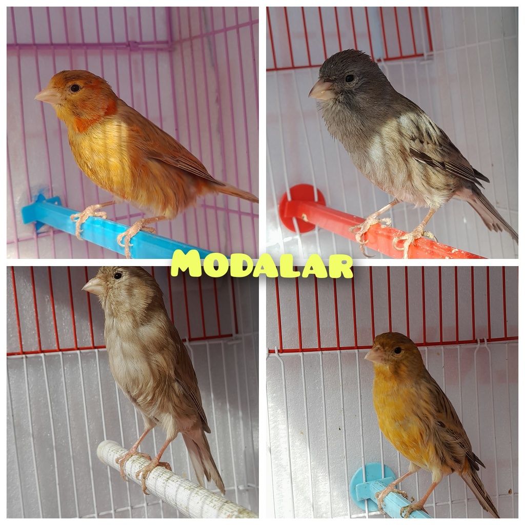 Kanareyka modular sotiladi