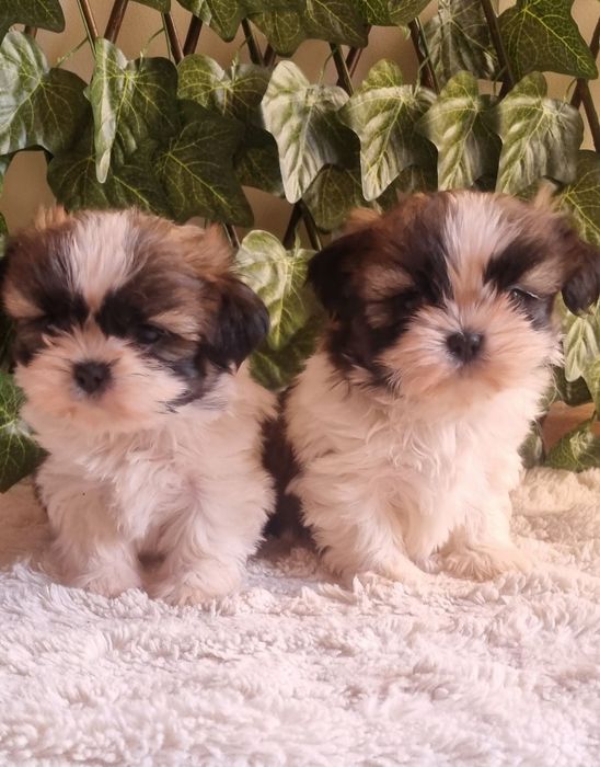 Ши Тцу Shih Tzuu