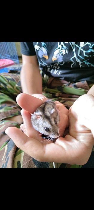 Джунгарский хомяк