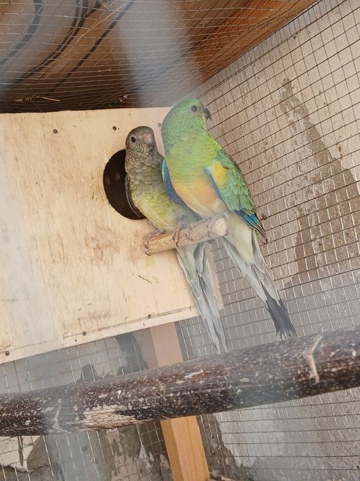 Bir para pefchi sotiladi tayyor narxi 550 ming