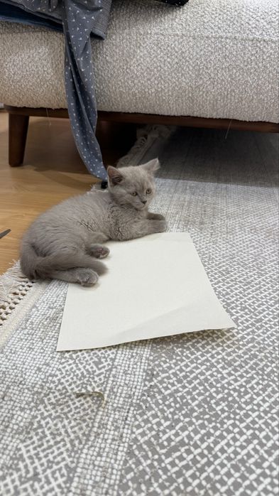 Скотиш Страйт серябрисый котенок красавица . Кошка 2месяца