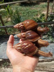 Улитки ахатины  фулика