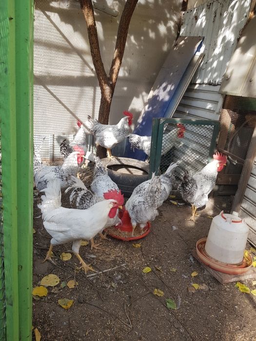 Продам породистых молодыхпетухов