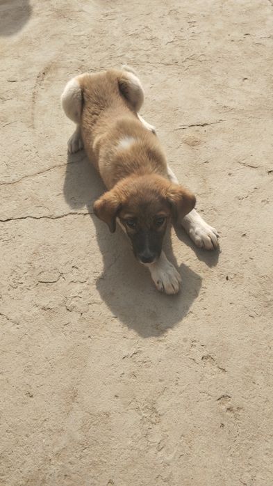 Aqlli kuchuk sotiladi sutdan chiqqan