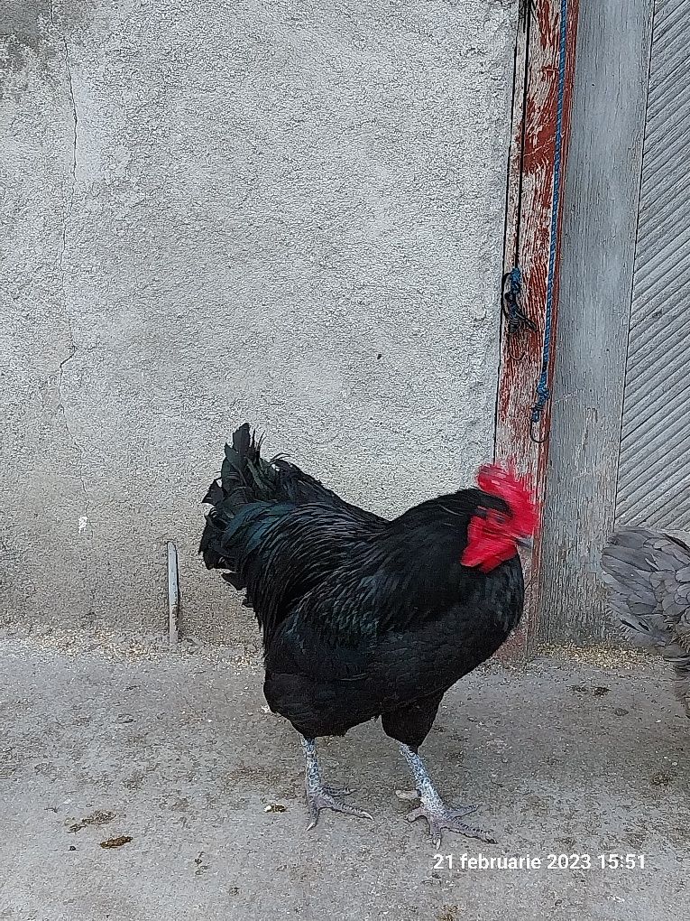 Australorp negru