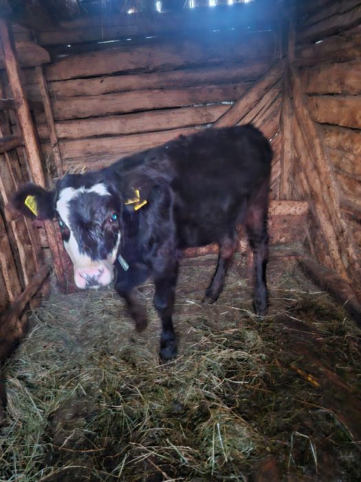 Vitea de 5 luni din monta artificiala