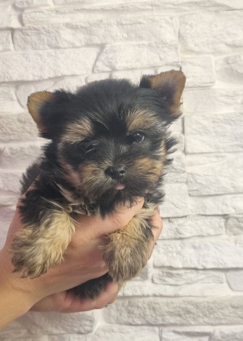 Йоркширски Териер МИНИ