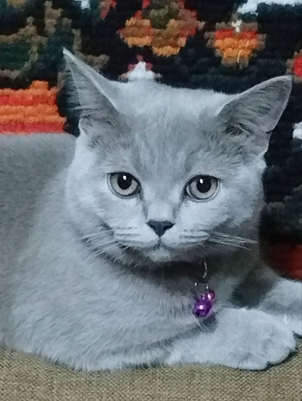 Котята скотиш  страйт