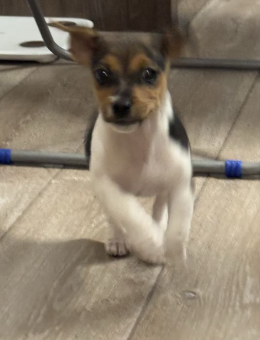 Малък Джак Ръсел териер