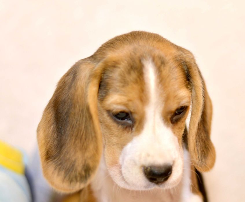 Femela Pui Beagle tricolor din parinti cu pedigree