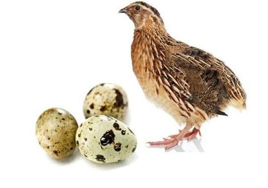 Бедана тухум оптом