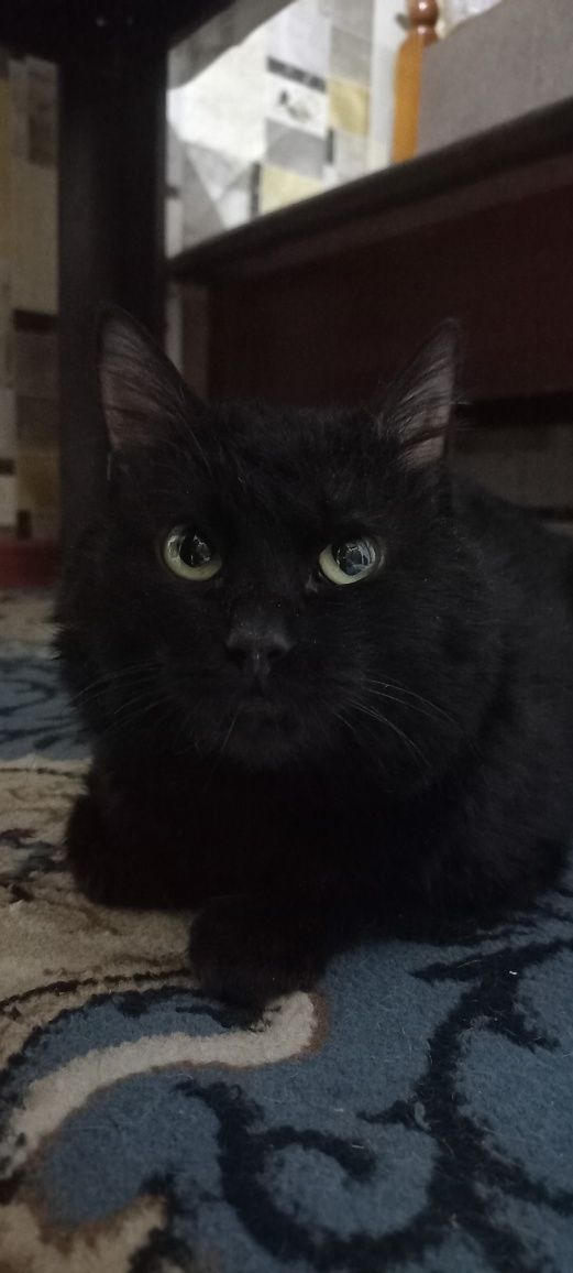 Кот, кастрированный, даром