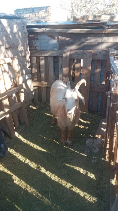Қой ешкілер сатылады