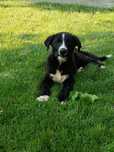 Donez catel spre adoptie