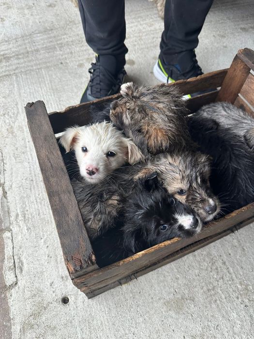 Donez cățeluși care au fost abandonați de stăpâni la marginea pădurii