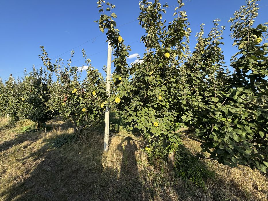 Gutui bio proaspete