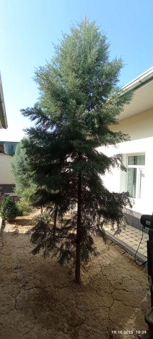 Арча дарахтлари сотилади