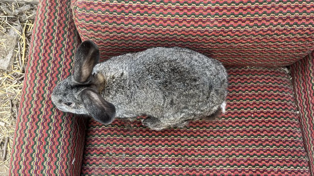 Продаются кролики полувеликаны Куйонлар сотилади