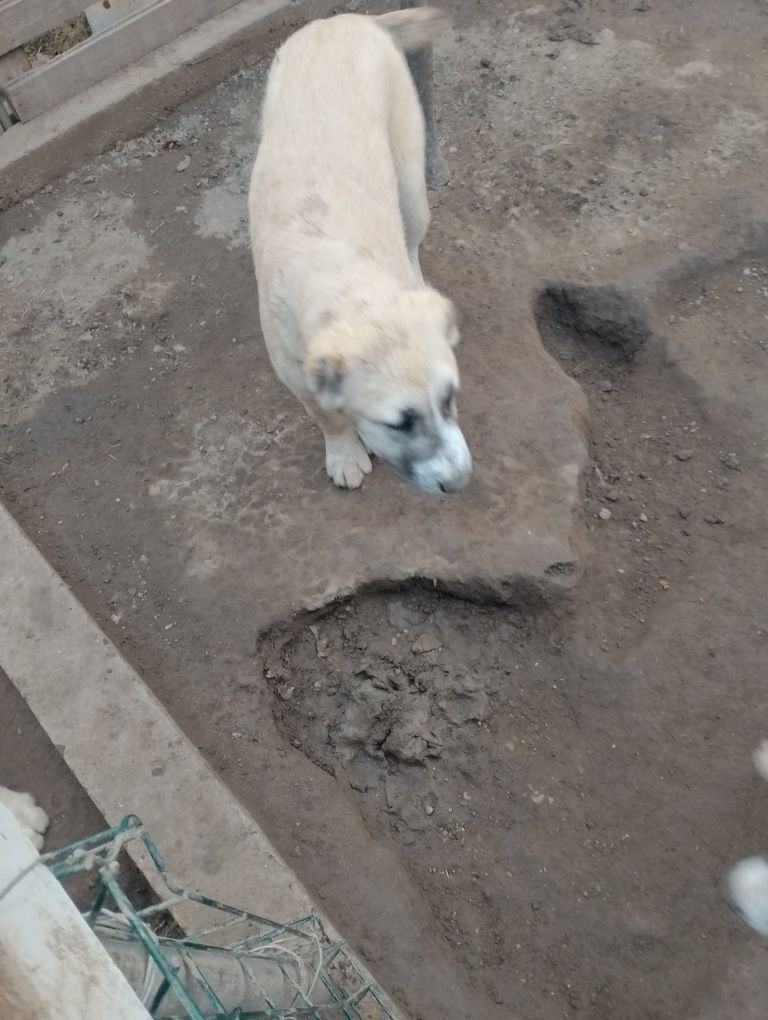 САО Алабай мъжки и женски