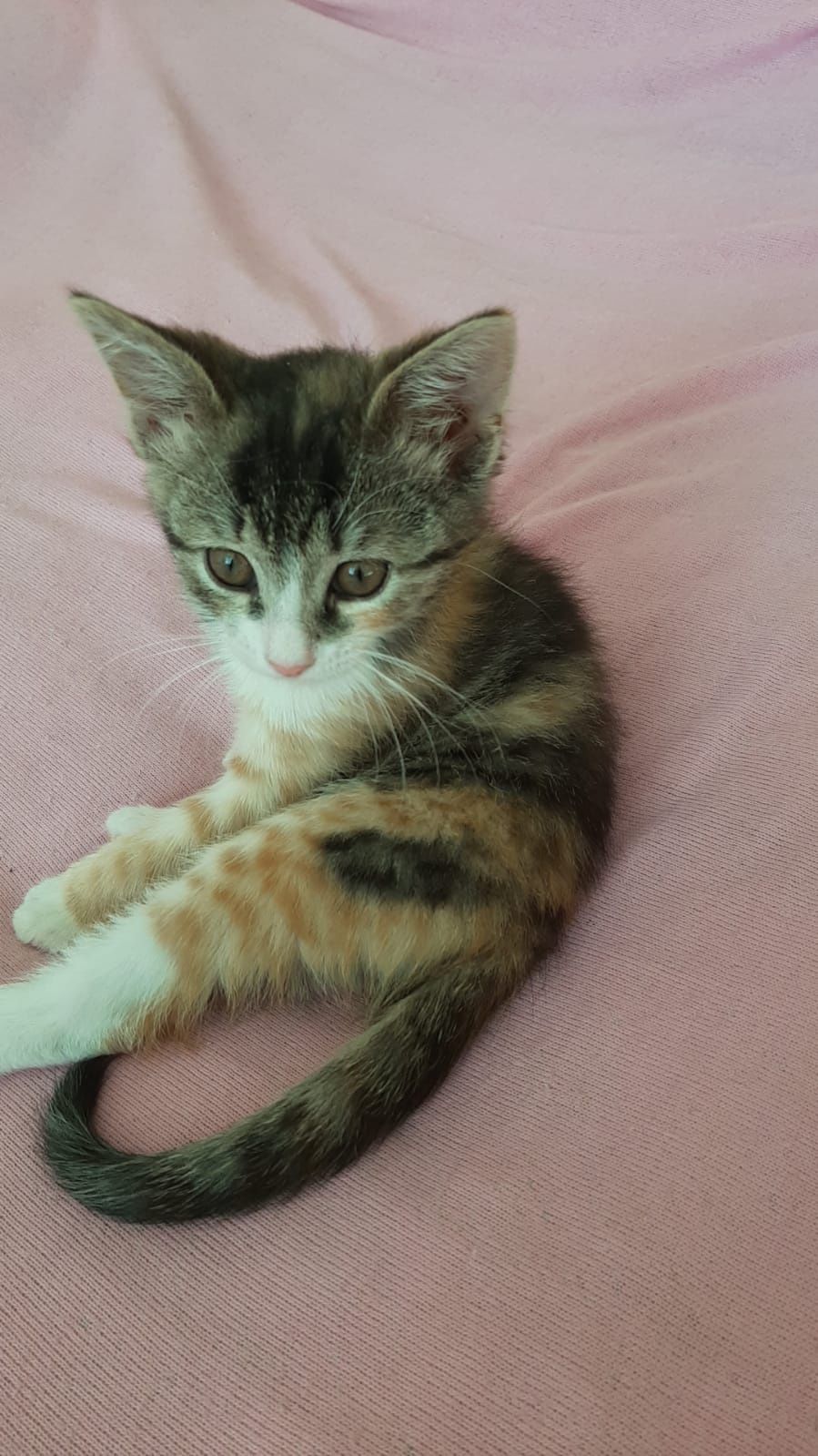 Отдам в добрые руки котёнка