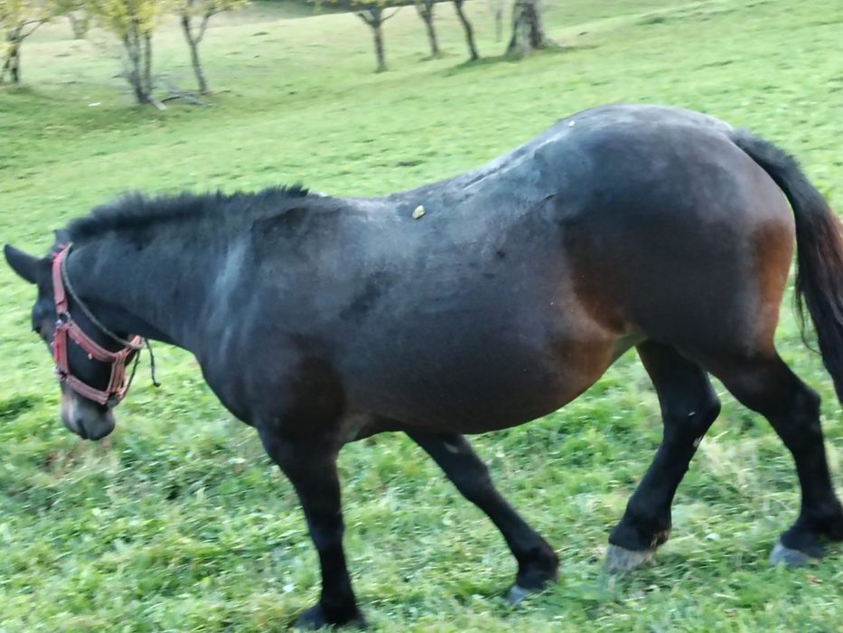 Vind iapă in vârstă de 4 ani