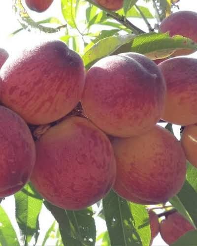 Pomi Fructiferi Clasici