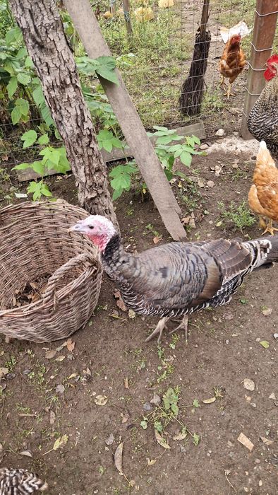 Vand curci si curcani