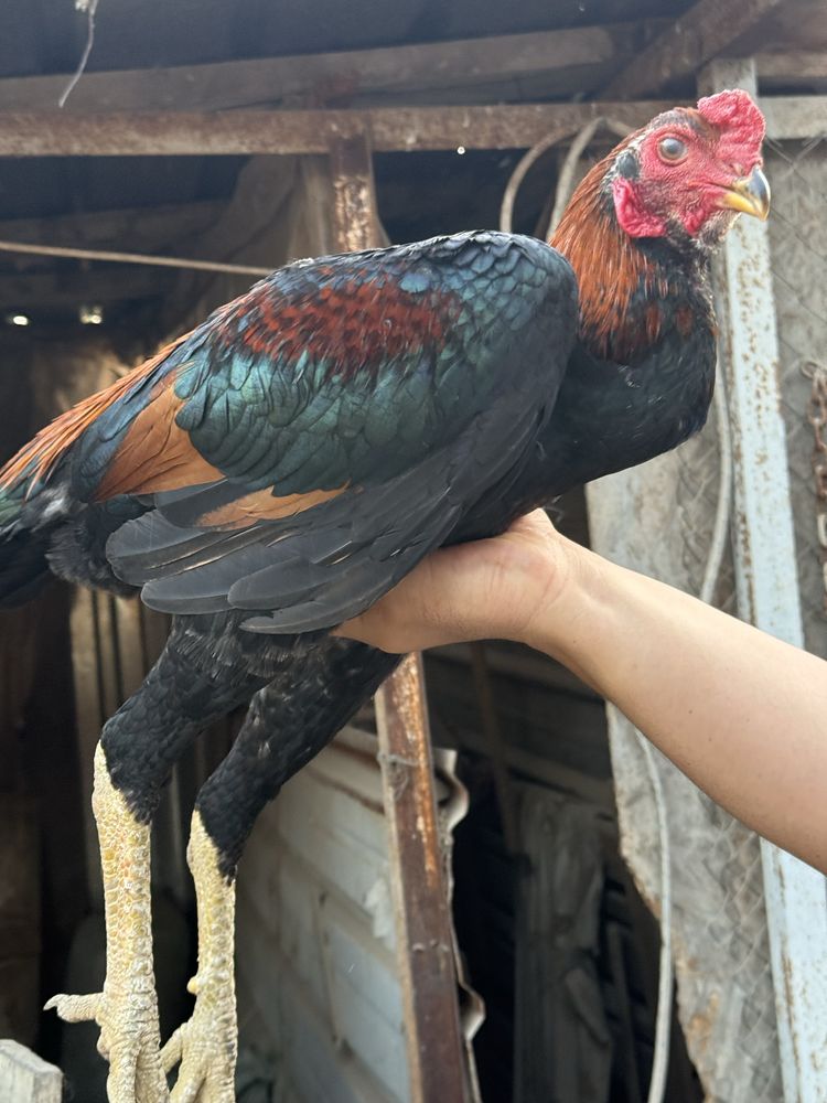 Бойцового пеуха продам