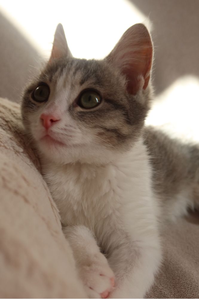 Котёнок - девочка, 3 месяца