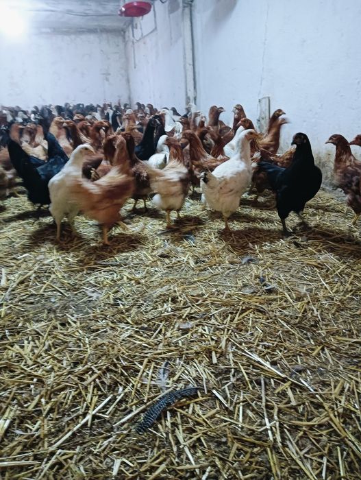 Puicuțe, tineret rase de ouat