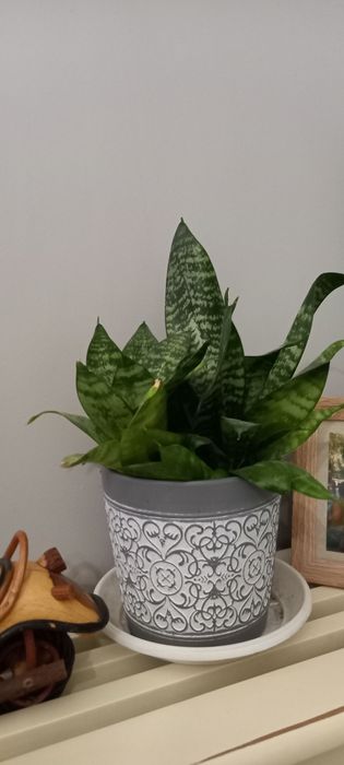 Разстение Dracaena trifasciata