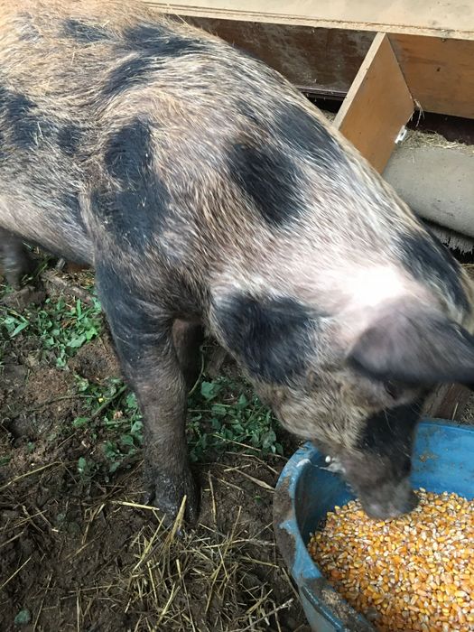 Vând porumb. voyeur