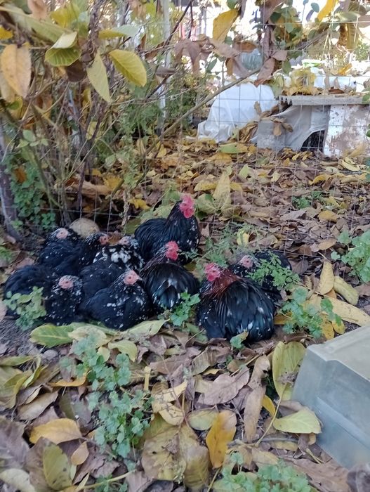 Cochinchina pitic 2025