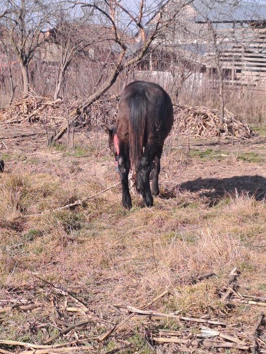 Vând mânz în vârstǎ de 10 luni