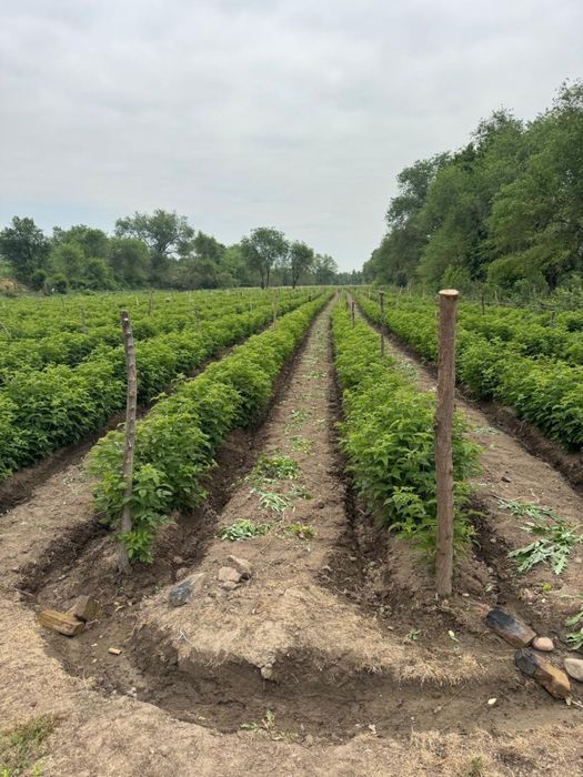 Участок 1 гектар