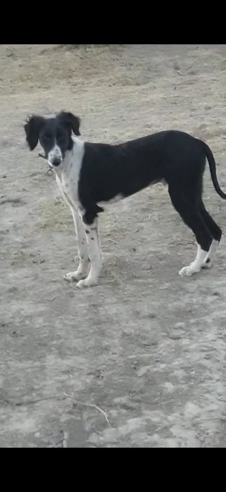 Тазы кушік сатылады