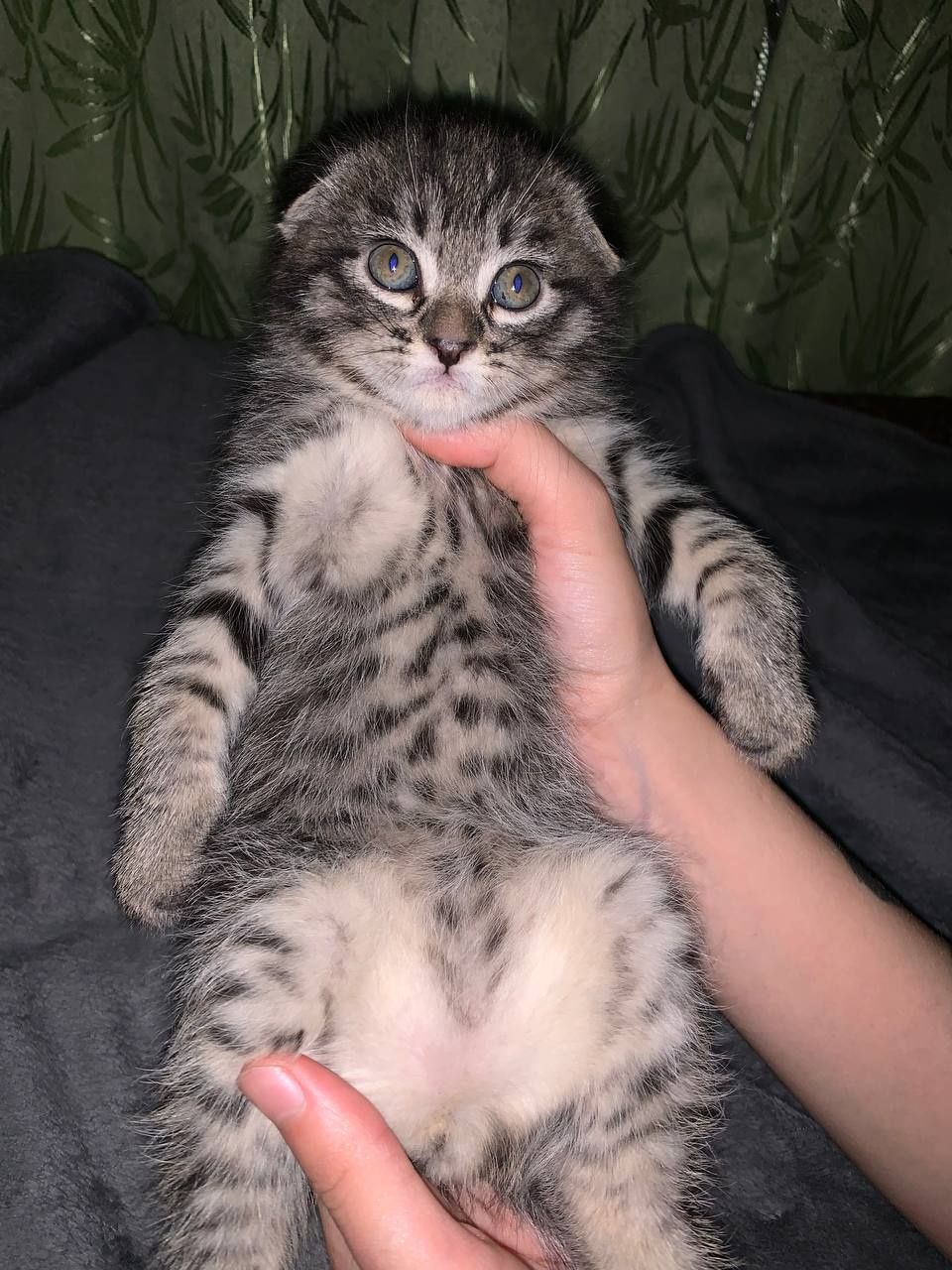 Продается вислоухий котенок
