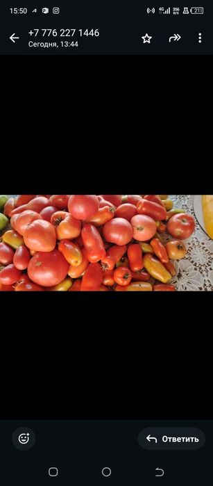 Продам помидоры красные и зелёные