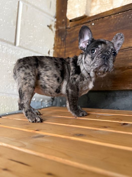 Femela bulldog francez merle