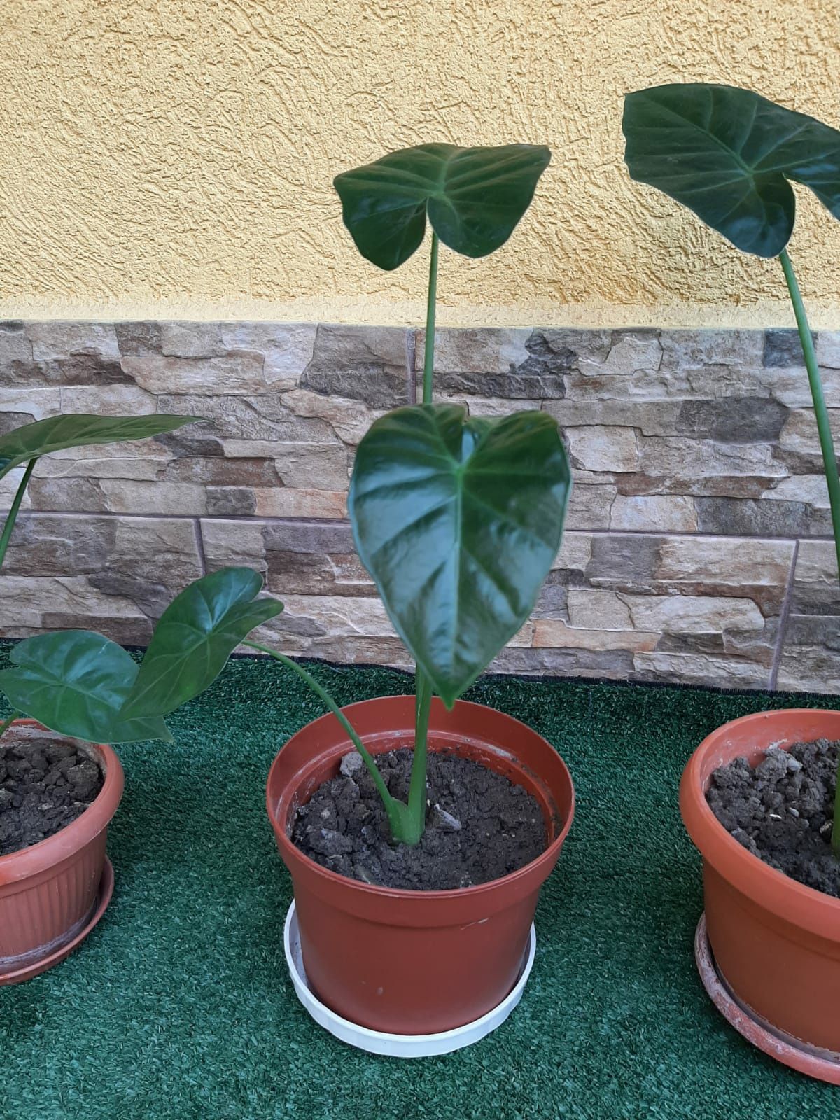 De vânzare urechea elefantului (colocasia)