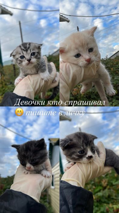 Продам котят породистых